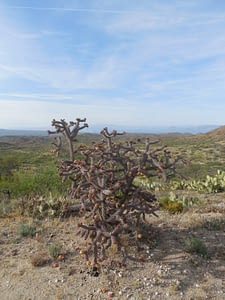 Purple choya cactus